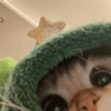 Só gatinhos🐈❤️ 13