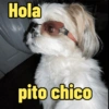 Frases perrunas cool 12