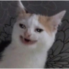 Memes memes memes 13