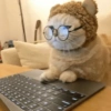 Random Cat's 🐱 19