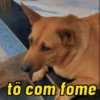 Pack de doguinhos zoeiros 🐶🤣 12