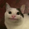 Cat & dog #1 14