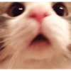Kucing imoet 6
