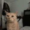 Kucing Meme 12