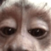 Macaco 24