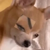 Cat & dog #1 6
