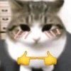 Gatitos Memes😺✨💕7 14