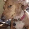 😎 Animales DIVERTIDOS 4 💯😎 15