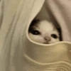 Random Cat's 🐱 17