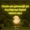 Civcivin seni göremediği için hırçınlaşmaya başladı haberin olsun neoncivciv