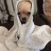 Puppies that are cold 17