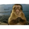 Macaco engraçado 🙊🙉🙈 9