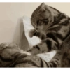 Kucing imoet 13