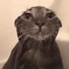 Reações gatinhos 13