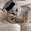 Kucing wisuda 5