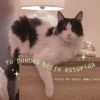 Tú puedes biEja estúpida *Gato de apoyo emocional