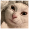 Kucing  11
