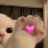 Gatitos amor ✨️💗 7