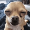 Chihuahuas 🙃 6