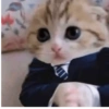 Gatitos😹 8