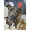 Perritos Diarios Caseros  🙈 14