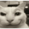 Ball cat 20
