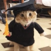 Kucing wisuda 10