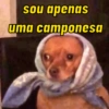 Pack de doguinhos zoeiros 🐶🤣 5