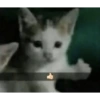 .biba 6