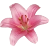 Flowers  7