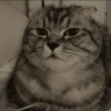 Kucing ngambek 10