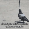 SoiDiego si fuera un pájaro ya se en quien me cagaria