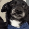 Reaccion mascotas 1.2 6