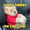 Frases perrunas cool 11
