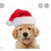 Gatos de navidad y de perros 13