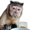 Monitos para reaccionar 🐵🐒🙈 12