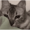 Mishis tristes 😿🥲 13
