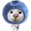 Miaw miaw 1 17