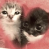Kittens 🐱 ❤️ 17