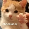 Animales Random🌸💥 5