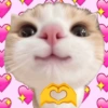 MELHORES MEMES DE GATO 😺 14