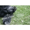 Stic
WEFAT ETMEK