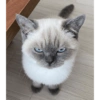 Kucing ngambek 11