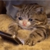 ⋆🐾 gatos tristes ᓚ₍ ^•⁠ ⁠ᴥ •^₎ 13