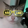 MELHORES MEMES DE GATO 😺 15