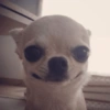 Chihuahuas 🙃 8