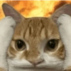 Gatitos Memes😺✨💕12 7