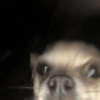 Chihuahuas 🙃 10