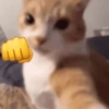 Gatitos😹 7