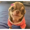 🎀 Perritos tiernos 🎀 10